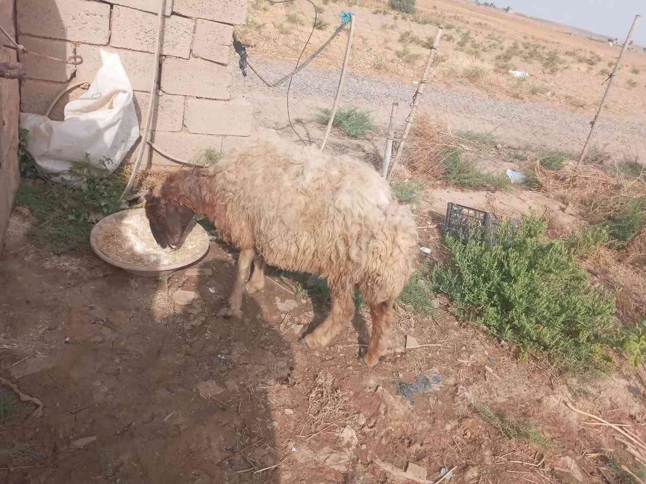 للبيع • ربط • قابل للتفاوض