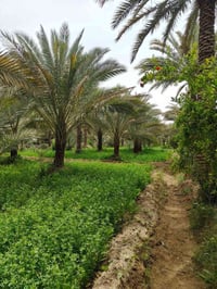بستان فواكه • دونمين • بيت كونكريت 110م