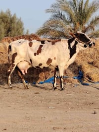 فريزية • لحليب • بابل شوملي