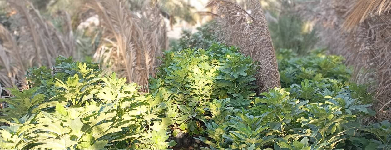 على بركة اله
🌞🌴.... البيع. شتلات تين ....🌴🌞🌴 
     🌞🌱تين اسواد تين بن مسلم🌱🌞🌱
     🌞 🚨.  المكان    بابل.      الكفل.🚨🌞
     🌞 جمله فقط
     🌞 جمله فقط
     🌞جاهز الزراعه 🌴🌴
     🌞اقل كميه ١٠٠ شتله 
     🌞التصال ***********📞📞
     🌞رتفاع متر. وأكثر🎄🎄 . حجم سندانه كيلوين 
     🌞ملاحظه. الشراي. يتصل🪩🪩
