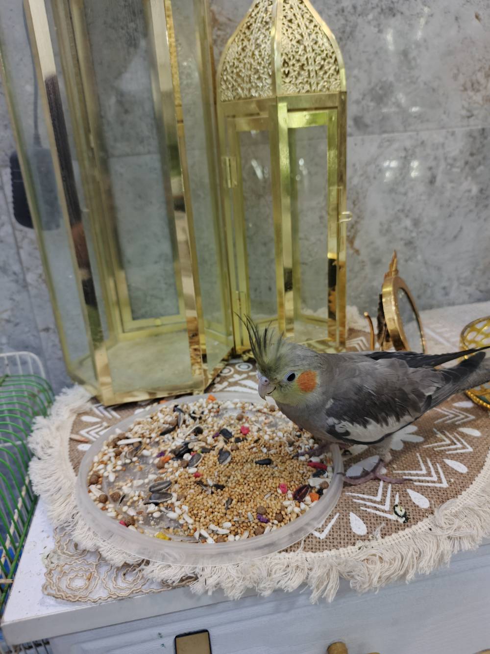 كوكتيل • انثى • اليف