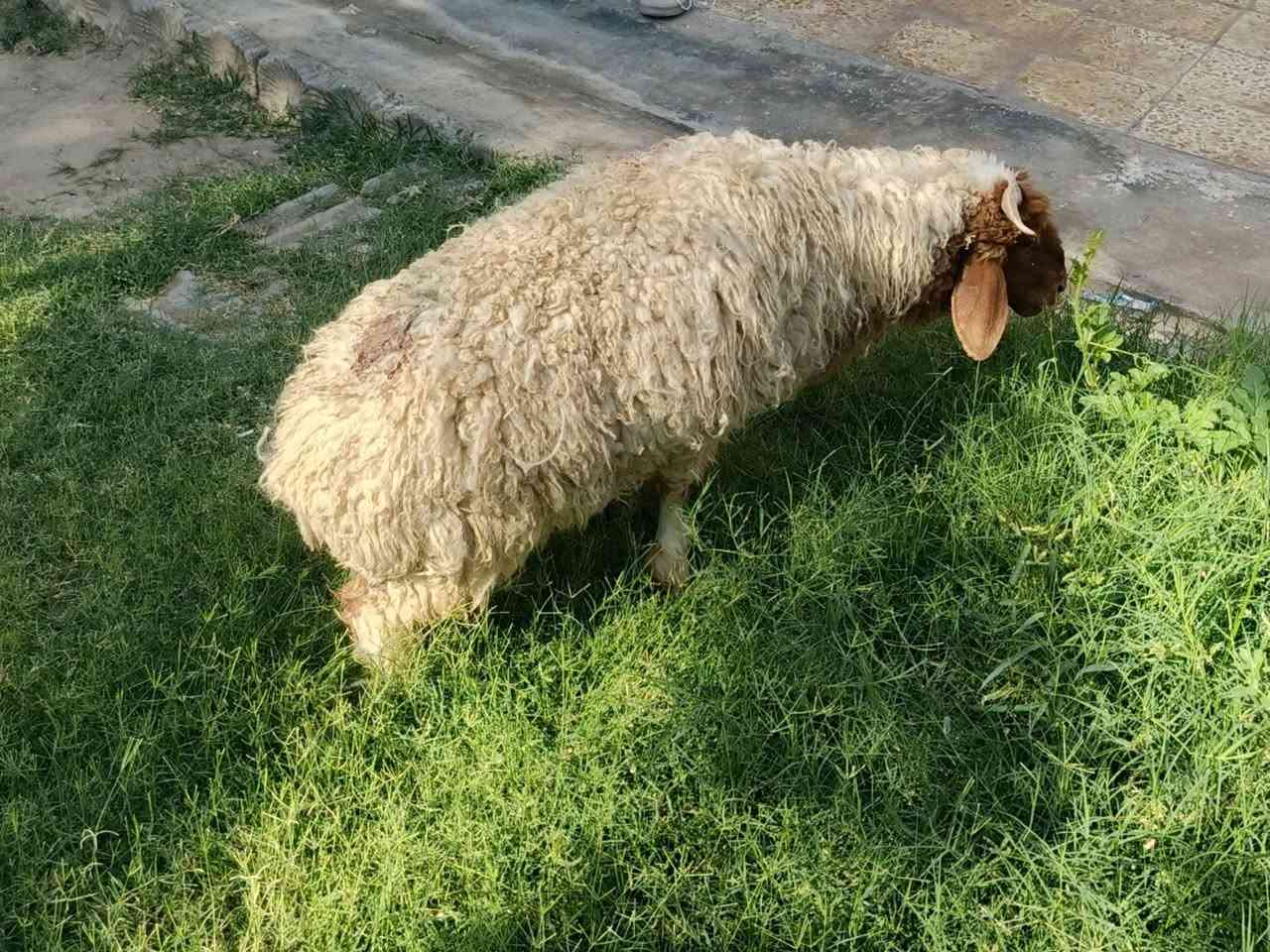 يوجدطلي هرفي فاخرالعنوان بيجي الحي العصري***********
***********
