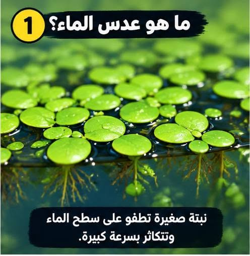 متوفر عدس الماء جملة مفرد 
علف الحيوانات الدائمي الغني بل بروتين 
سعر الكيلو 5000 خشن سريع التكاثر 
***********

نص مكتوب في الصور:
- 3 التغذية والتكاثر روث حيواني (كمية قليلة) مخلفات زراعية (مخلوطة بالطين) كل 3-5 أيام (حسب الحاجة) نضيف تغذية بسيطة، وتوفر الضوء والحرارة. ويبدأ العدس بالانتشار وتغطية سطح الحوض.
- 2 تجهيز الحوض ماء نظيف (عمق 40-20 سم) ضوء مناسب (6-8 ساعات يومياً) حرارة معتدلة (30°-22°م) نضيف الماء ونضع كمية البداية من العدس. ثم نهيئ بيئة مناسبة للنمو.
- 1 ما هو عدس الماء؟ نبتة صغيرة تطفو على سطح الماء وتتكاثر بسرعة كبيرة.
- 4 الحصاد جاهز للبيع بعد أن تزيد الكمية، نحصد جزءاً منها وتترك الباقي ليستمر بالتكاثر.