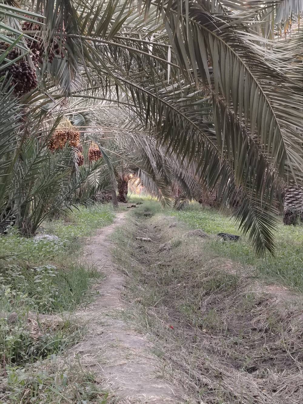 بستان مساحته دونم ونص  نخل حمال للبيع سوق الشيوخ السادة الشرامطة للاستفسار التواصل عبر الواتساب  ***********