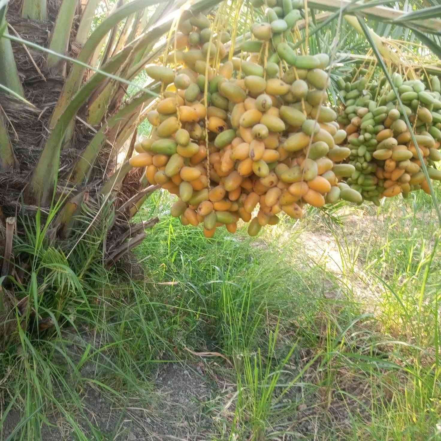 سلام عليكم 
عندي فسائل نخيل للبيع
نوع برحي
مجهول 
مكتوم
بريم
المكن واسط حي الحكيم شراي يتصل وبل خدمه  خوان موسم ذب تجي تاكل وتقلع ولختيار الك *********** وعندي 
صنف اسمه علي عبيد صنف من النوادر وصوره ضالمته الله شاهد حجمه اكبر من البلكه ولمجهول صنف اصبع نادر جداااا
صوره الي معروضه شرصي وخضراوي مندلي اعداد متوفره
