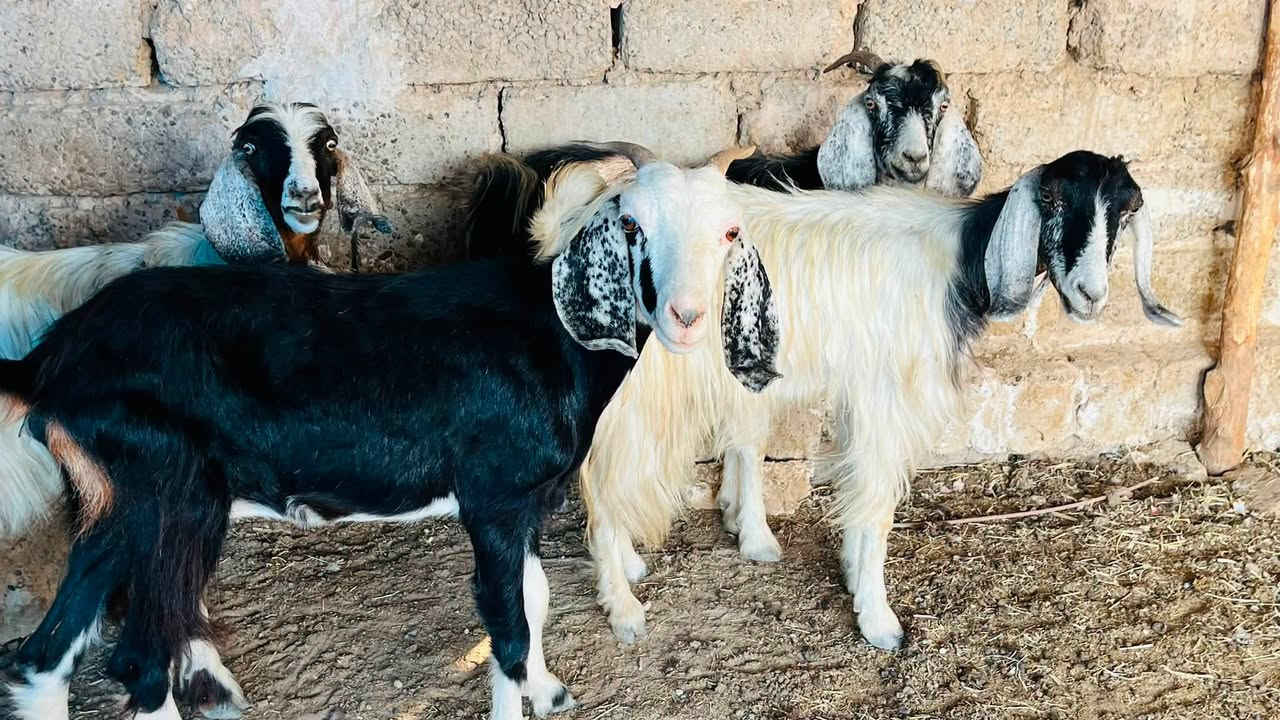 5 اعنوز + جدي افغاني كلهن عشر ما شاءالله بعدهن بيهن اول بطن وبيهن ثاني وثالث
سعر العنز 210 قفل وسعر الجدي 265
المكان العلم سمره لا يوجد توصيل
***********
