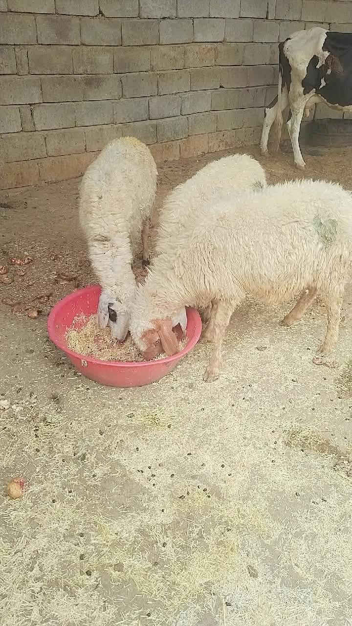 نعاج • ٣ • اسديره الفياض