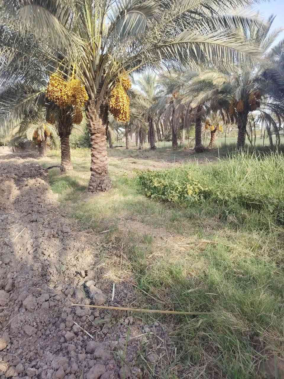 السلام عليكم
ارض رزاعيه  سند  25 بسم والدي  تحويل مباشر المسيب منطقه الشمامره الاستفسار  ***********
