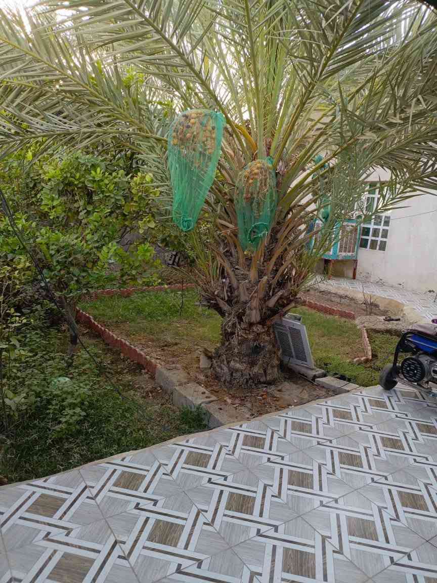 مساء الورد
متاح بيت طابو صرف 300م مع مشتمل 150م طابو صرف مجموع المساحة 450م سيف سعد نهاية شارع ثلاثون ومتوفر جميع الخدمات وموقع جميل جدا 
السعر مناسب جدا الاتصال بالهاتف
 *********** 
علمٱ انا مكلف بالنشر شكرٱ للجميع
