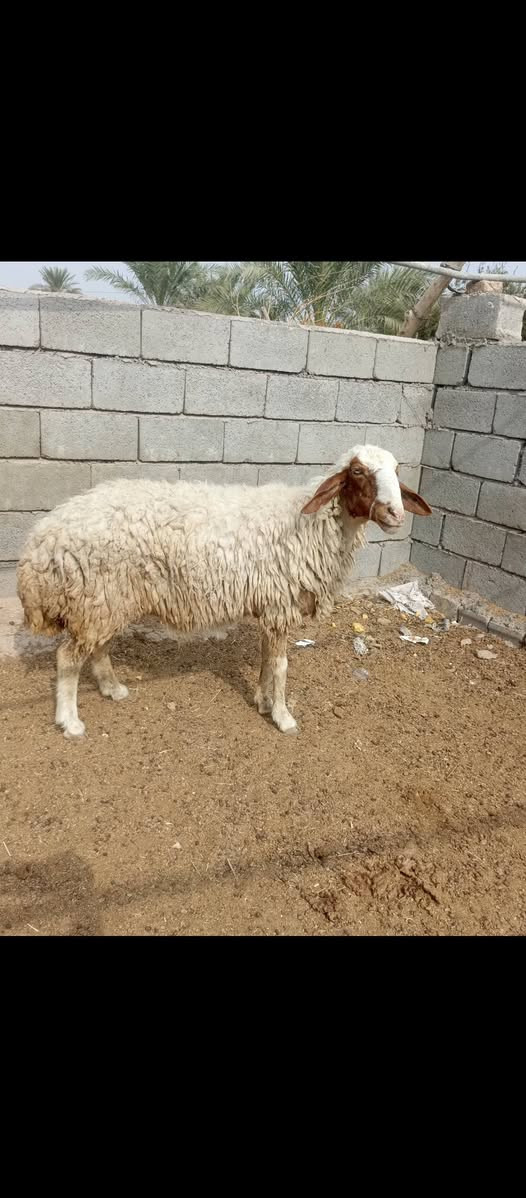 بغداد • اصايل • عدد ٢