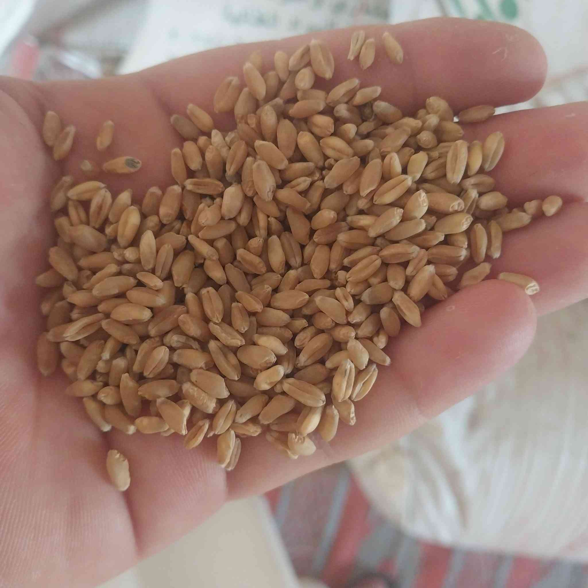 بذور حنطه • نزار جيل الثاني • ٣ طن ونص