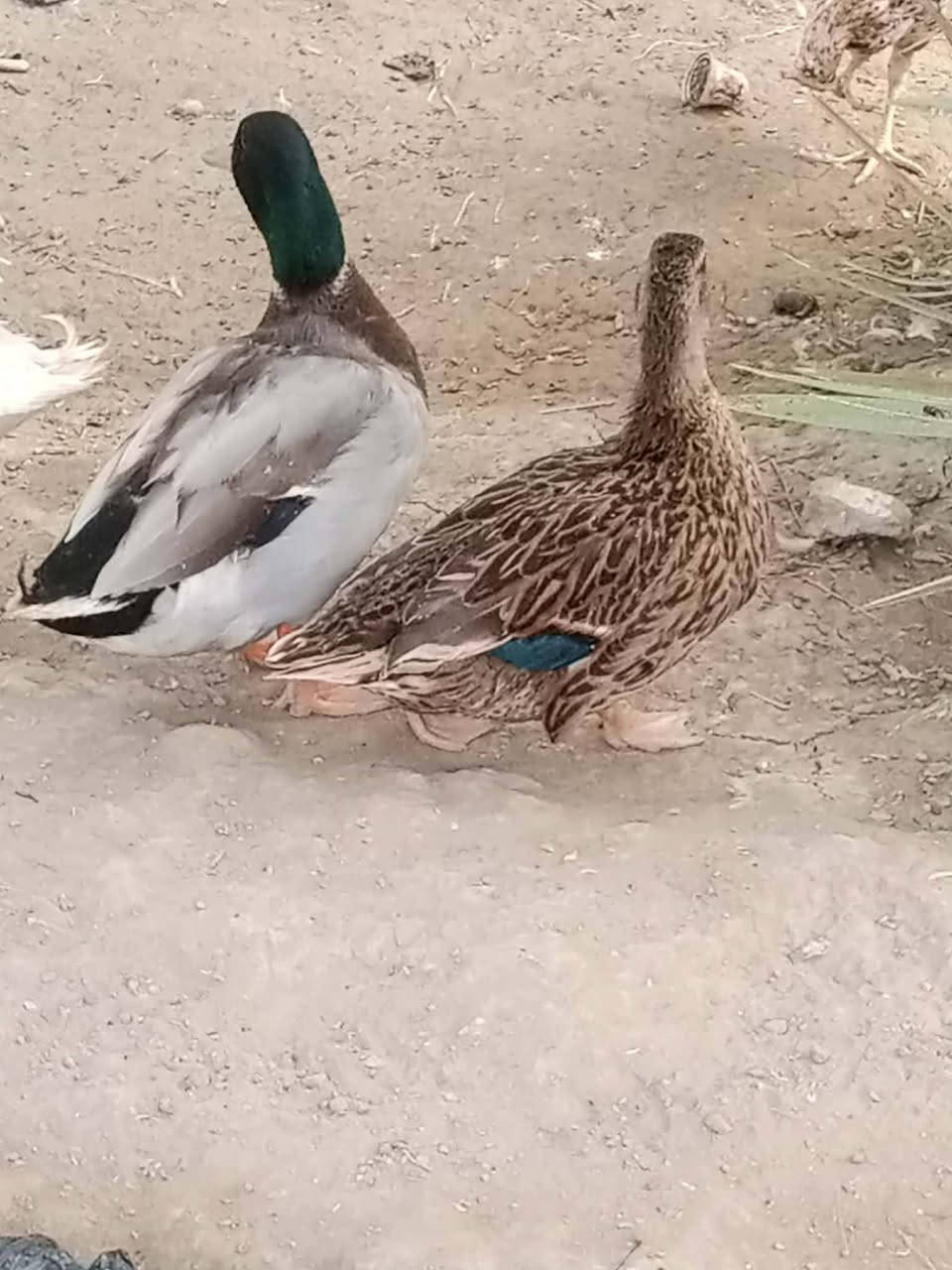 خضيريات • زوج • خاص