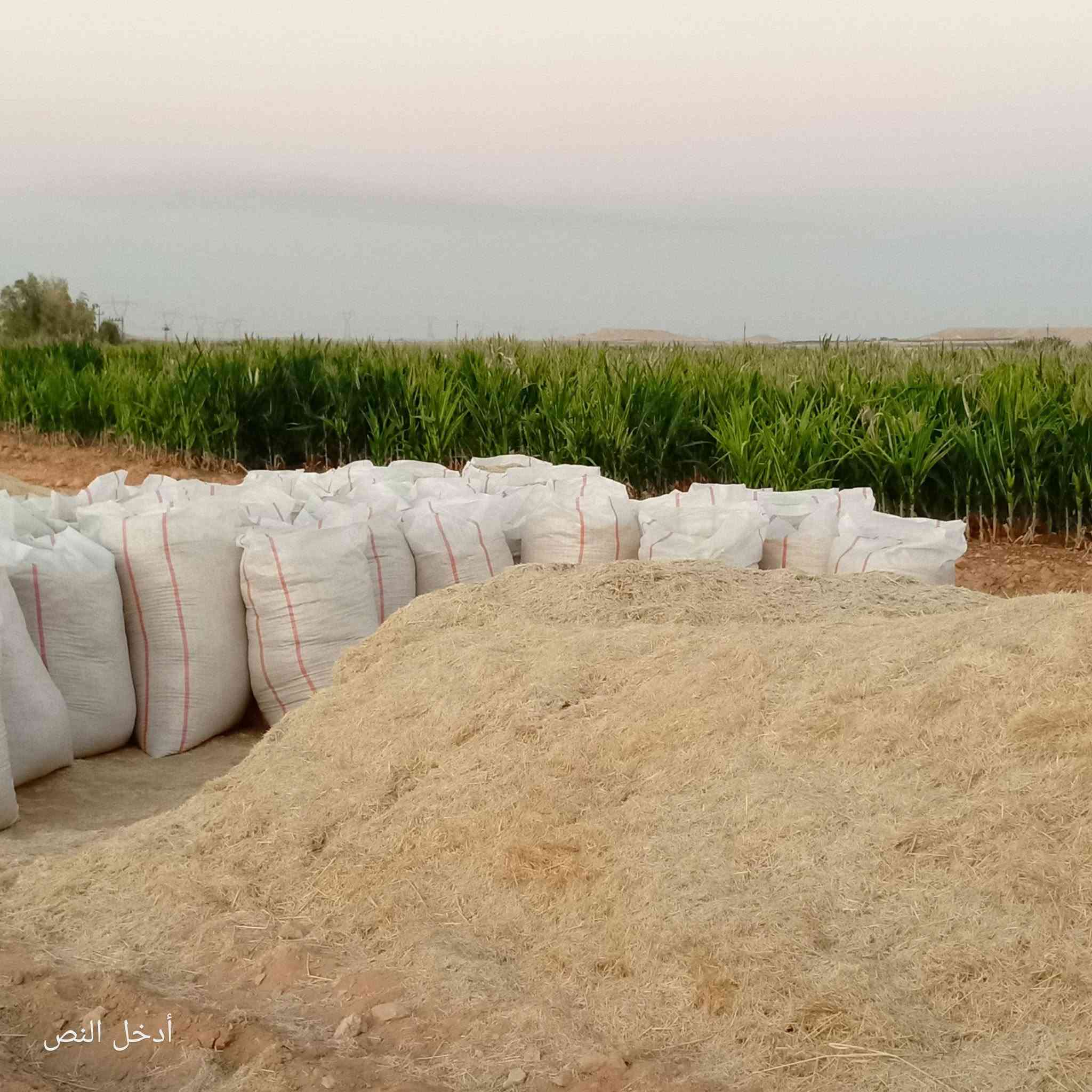 السلام عليكم يوجد تبن شفاطه للبيع نضيف  مال مشاريع  ***********

نص مكتوب في الصور:
- أدخل النص
