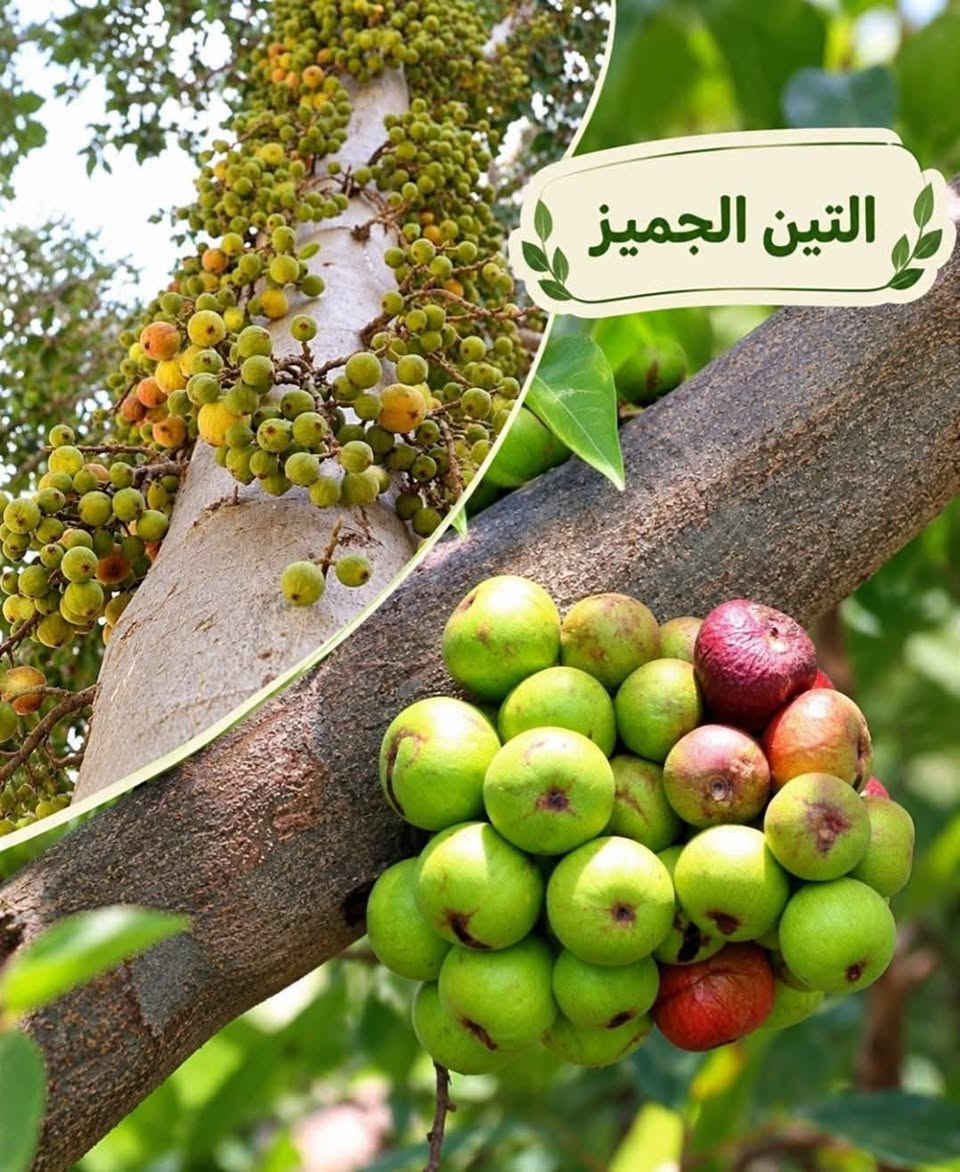 أشجار زينة • أنواع متعددة • توصيل لجميع المحافظات