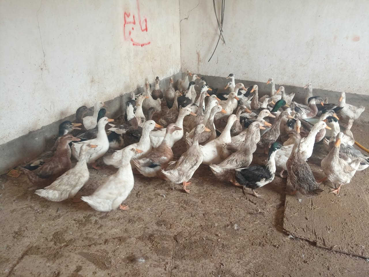 بطاطين • فرنسي • موصل يمين