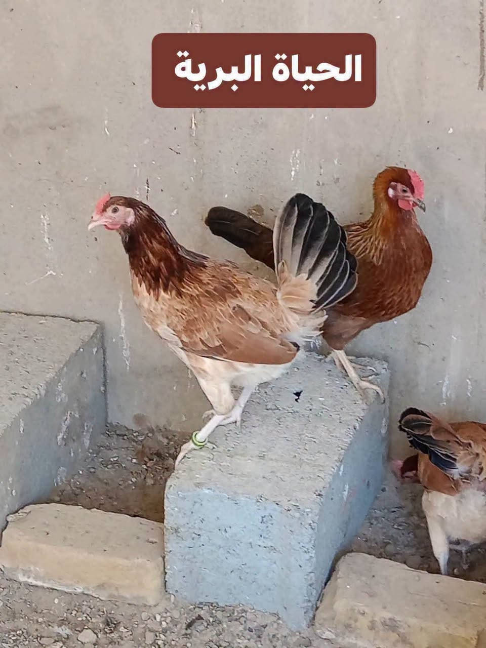 السلام عليكم متاح افراخ كويتي مطوك وكريمي وفري من هذا الحلال ماخذات لتهاب صره صحه خير من الله مكاني ديالى قرب سيطرة الغالبيه ***********
