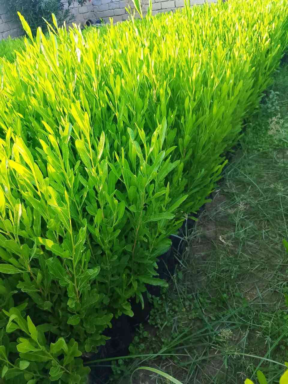 ددونيا للبيع سعر الشتلا ٤٠٠ شتايكر بانواعو متوفر ***********
