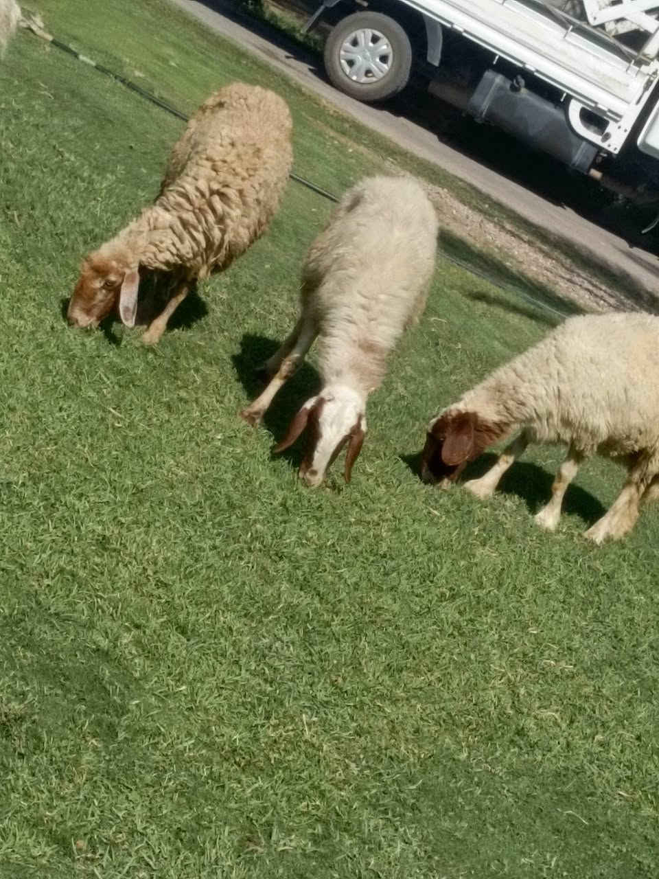 بسم الله الرحمن الرحيم حلال للبيع اسمع تفاصيل الحلال يلا تتصل على الرقم حلال العدد 9 حلال مال جني حلال بس جوعان راد له اكل ب حلال بي 7 ماخذات الفحل امانه الله مالات جني ونظيفات سن وشطر. صور سنون الحلال بالمنشور مكانهن بغداد المشاهده قرب التاجي سعر الزوج 500 قفل بدون عمله. ‪***********
