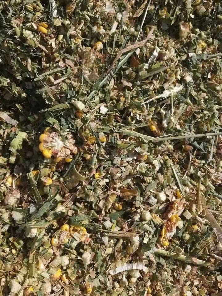 الى الاخوة التجار ومربي الثروة الحيوانية...
يوجد علف السيلاج ذرة صفراء وبكميات مفتوحة وباسعار مناسبة.. في محافظة كركوك.. قضاءالحويجة
فعلى الراغبين بالشراء الكميات كبيرة ومفتوحة ولله الحمد..
محصول جيد وغني بالبروتين والعناصر الجيدة ومدر للحليب ومسمن.
يحصد حاصل الذرة كاملا الشجرة والعرنوص وتعبأ بمادة النايلون الحافظة... وهذا العلف تستعمله الدول المتقدمة وذو نفع كبير واسعاره قليلة قياسا بأسعار الاعلاف في السوق المحلية.
للاستفسار أكثر..
***********
