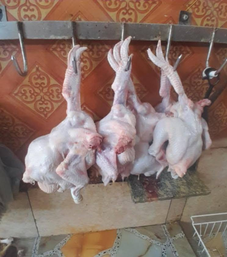 السعر... 2900 علوة دجاج ابو فاروق لبيع دجاج الحي يوجد لدينه اسعار مناسبه جوه السوك بسعر البلاشششش يوجد لدينه صدر دجاج افخاذ دجاج نظافه فول  العنوان ناحية الرشيد الخروجيه قرب المنتزه مستعدون لتجهيز كافه المناسبات والمطاعم ... ***********....  ***********
