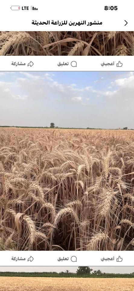 حنطة شيرو • بنت المغلف • واسط الحفريه