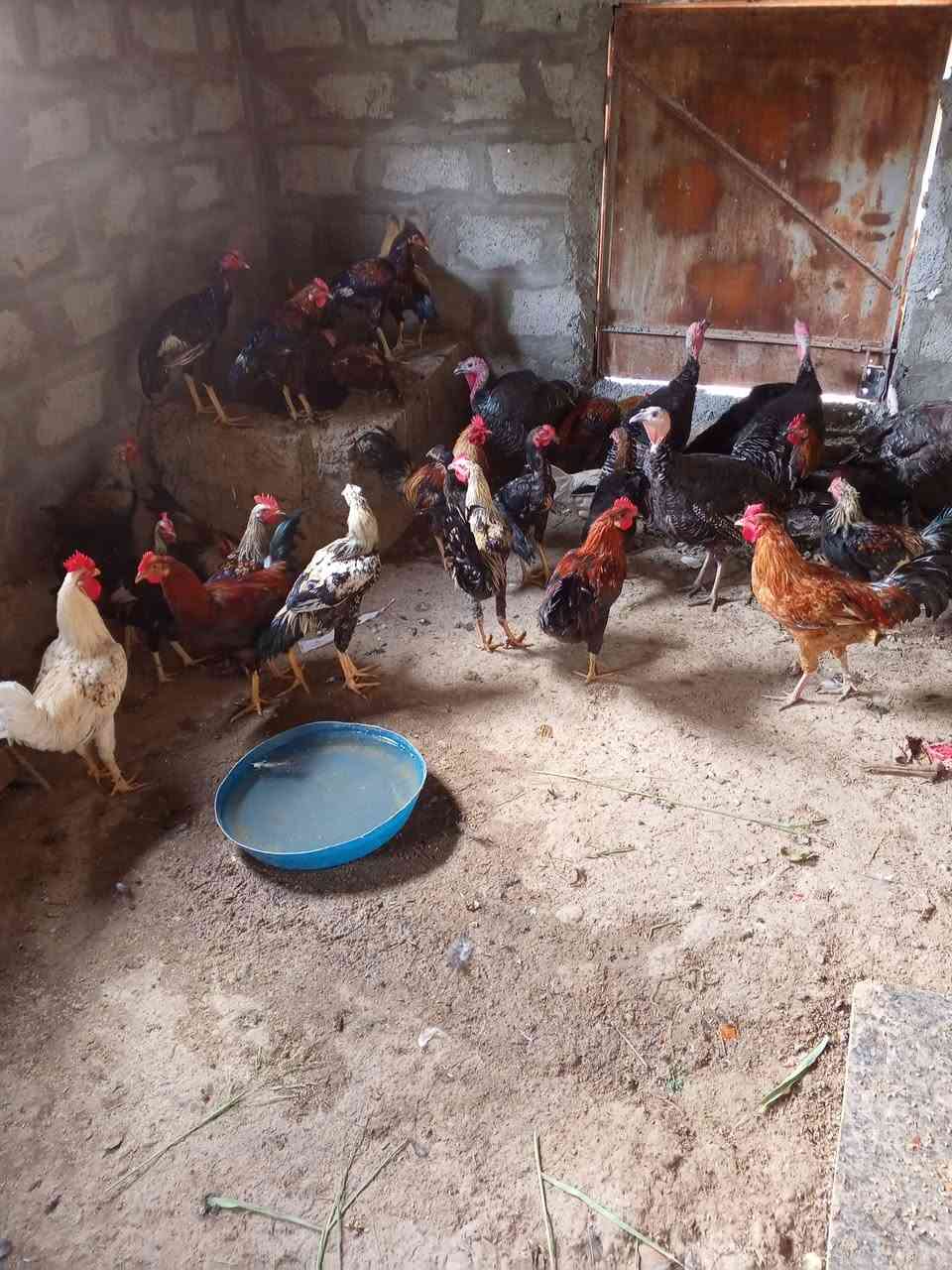 ادمن وافق 
دجاج عرب وديوكه وشيش للبيع
***********
***********

