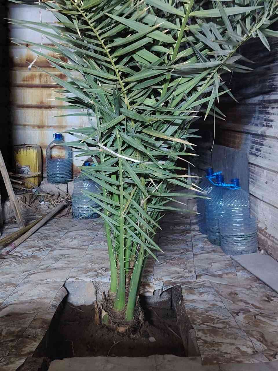 فسيل برحي • مضمون • ابو لخصيب طيرق