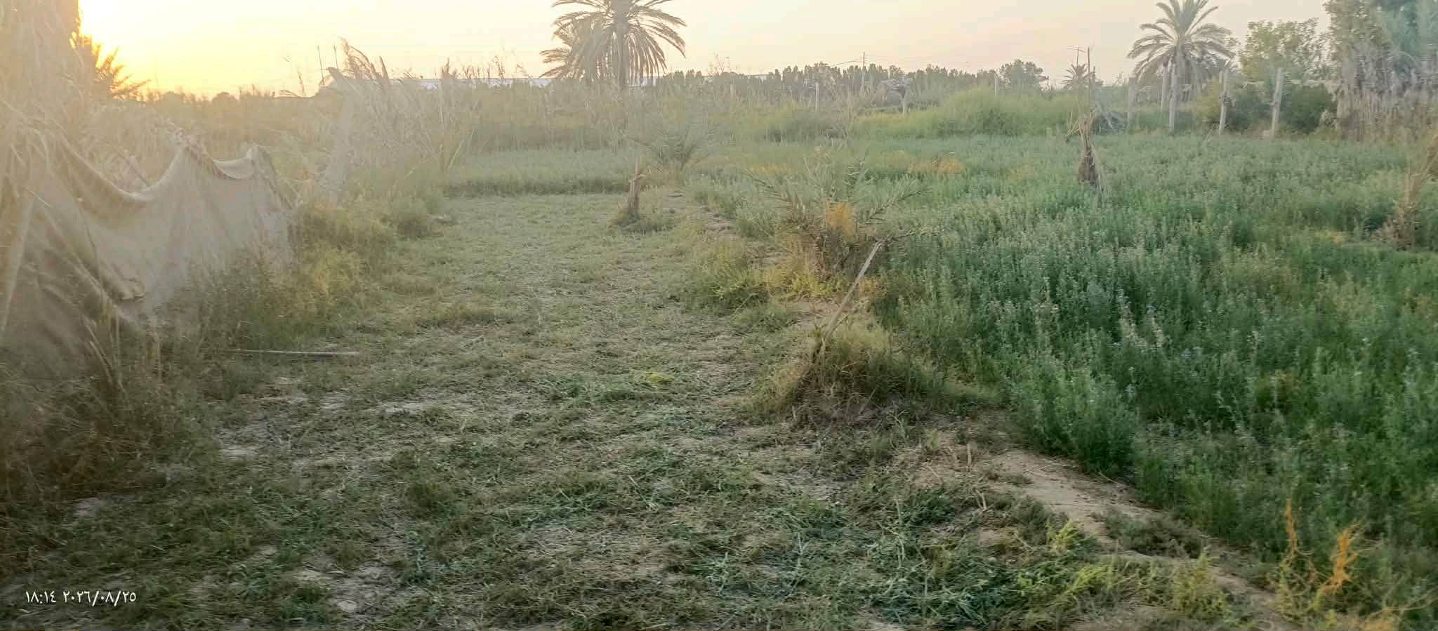 نص دونم • عقد زراعي • بيت حلال