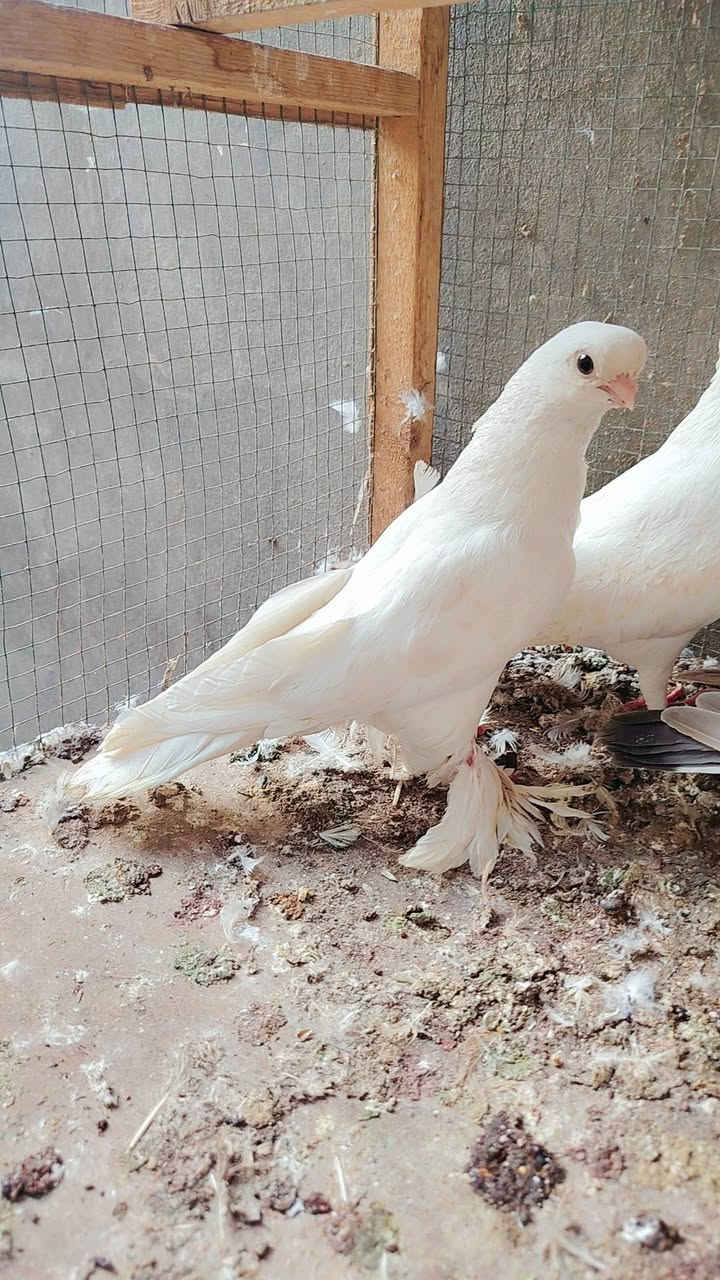 طير • نسل • نجف كوفه