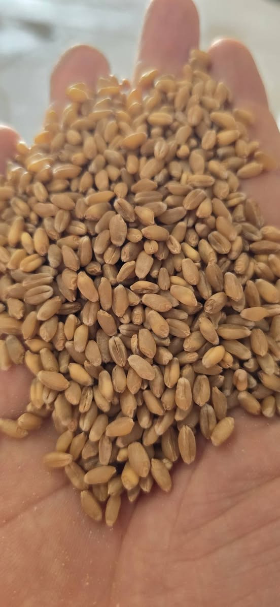 بذور حنطة • بنت المغلف • السنابل الذهبية