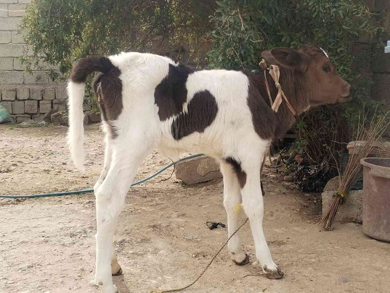مبادلة • كوشة • ناحية الزاب