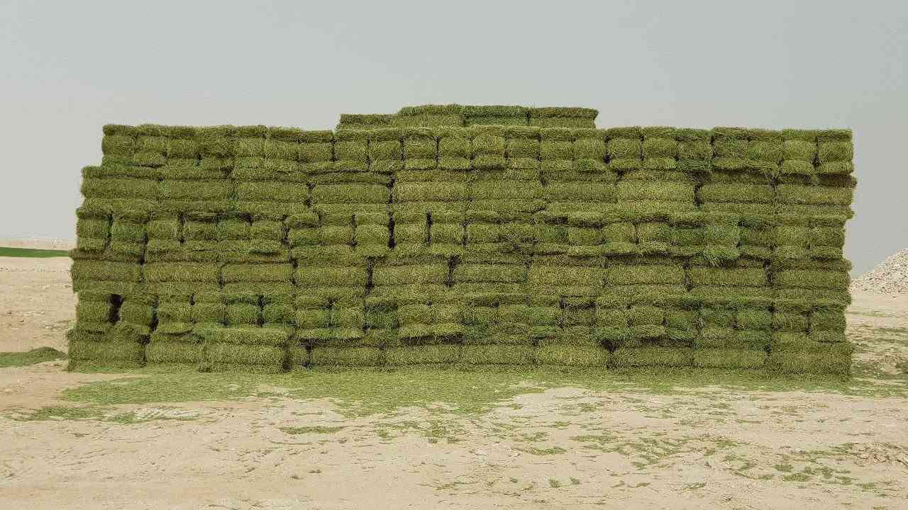 جت امريكي اصلي  بروتين عالي. ٢١. بالميه. بالتبن الجاف
: خاص  بالاراضي المالحه والمياه المالحه
: متحمل للحراره  . خاص للاجواء الحاره
: سريع الحش سعر كيلو 24الف دينار
الأنبار قضاء عنه مكتب ابوسامر الزراعي
شارع الحظره للطلب والاستفسار الاتصال ***********
