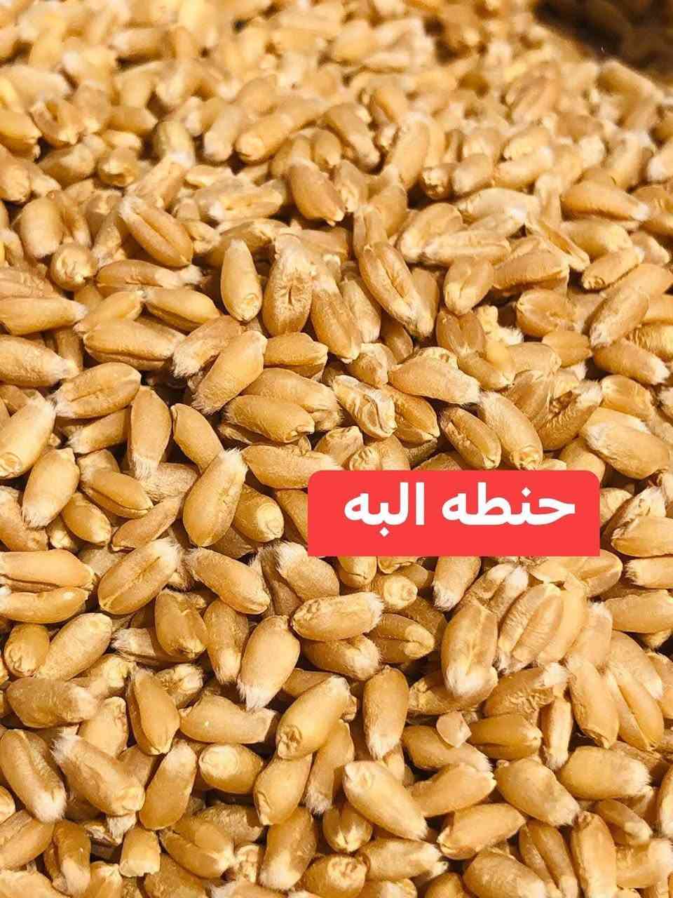 ٣٠طن • حنطة • بنت جيس