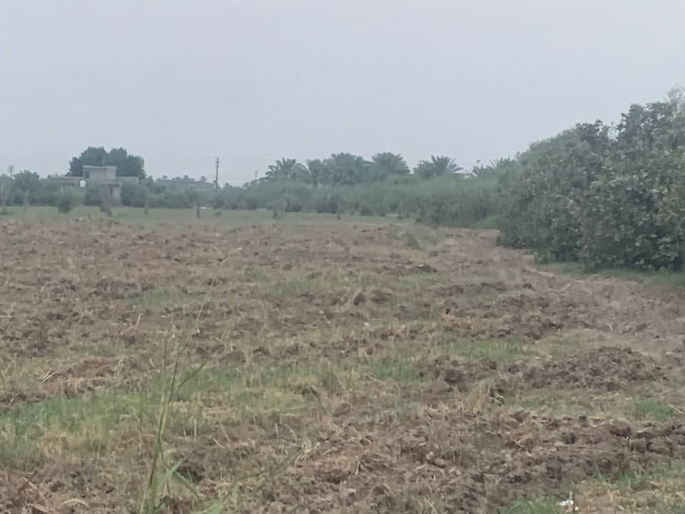 برينج • دونمين ونص • سند ٢٥
