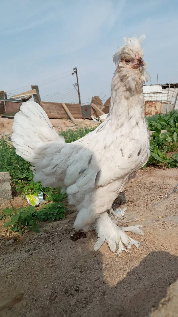 دجاجات زينه • بصره مطيحه • شارع الزيتون