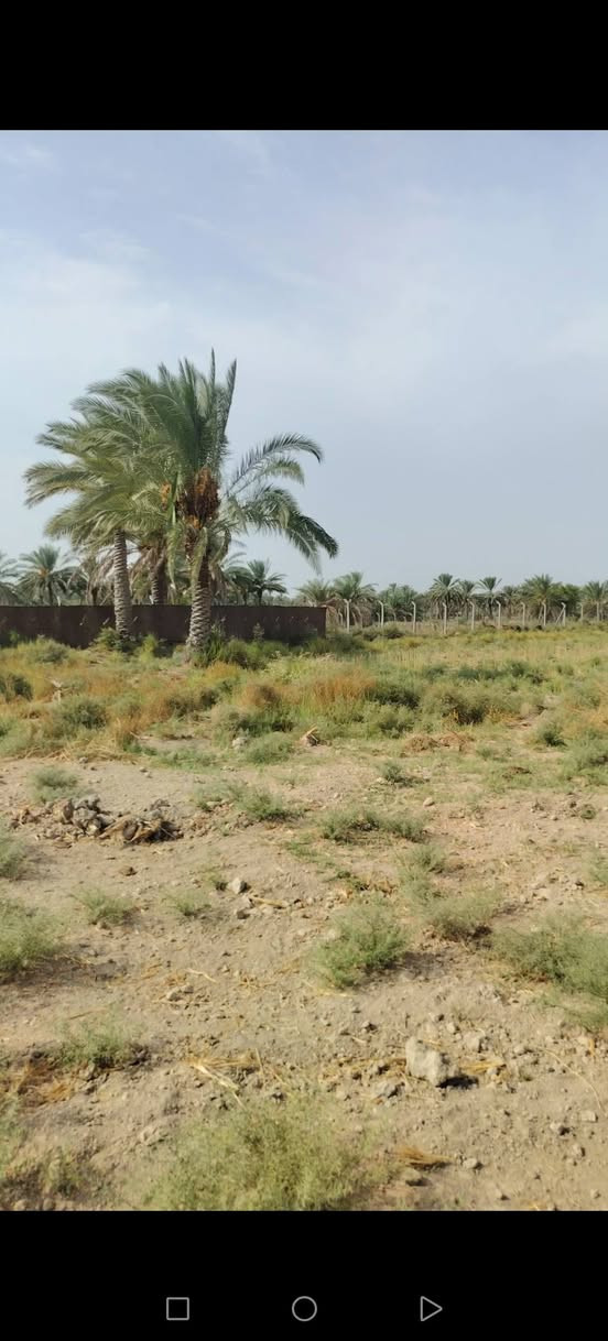 ناحية الدبله • ٦ دونم • طابو زراعي