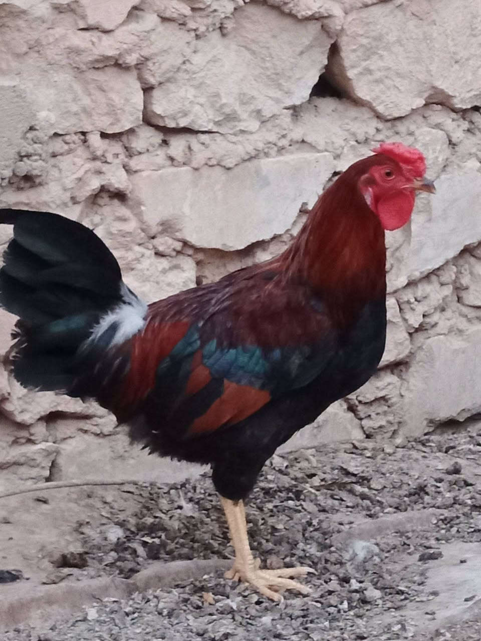 ديك • عرب • مرتب