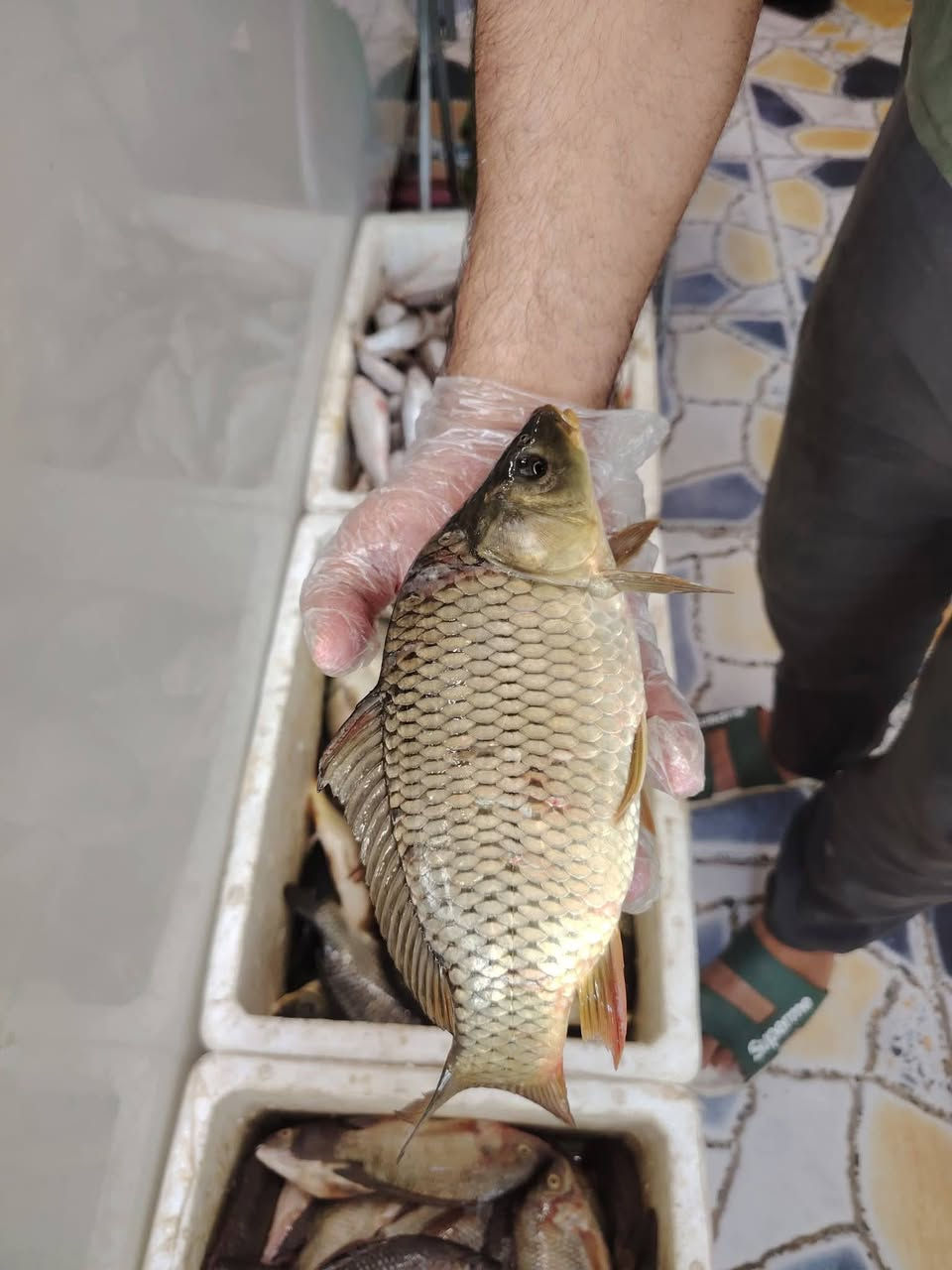ب ٤٥٠٠ دينار الكيلو العدل مال مطبك 
اهل الثواب اليوم خميس وينكم عمي
الحجز مفتوح حاليا 
توصيل اكو
***********
*********** واتساب
العنوان الديوانية سوق العروبه مقابل صيدليه الغيث الفلكه النافوره طرشي رمانه قرب مأكولات المصلاوي
