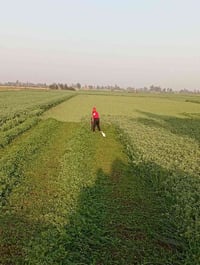 /بغداد اليوسفية للبيع نص دونم طابو زراعي سند 25 خدمات كامله  السعر 30 ...