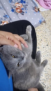 بزونه • للبيع