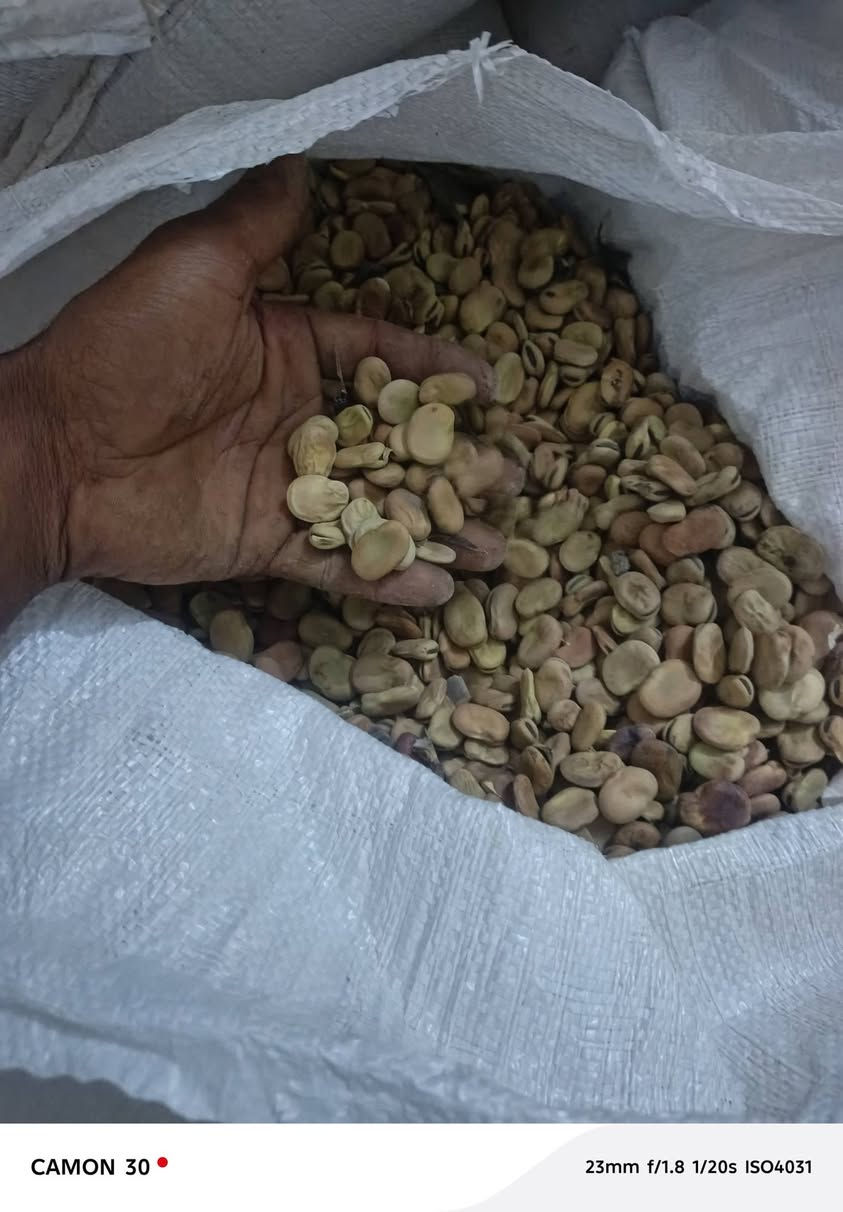 الحويجة • هولنديه • بالكيلو
