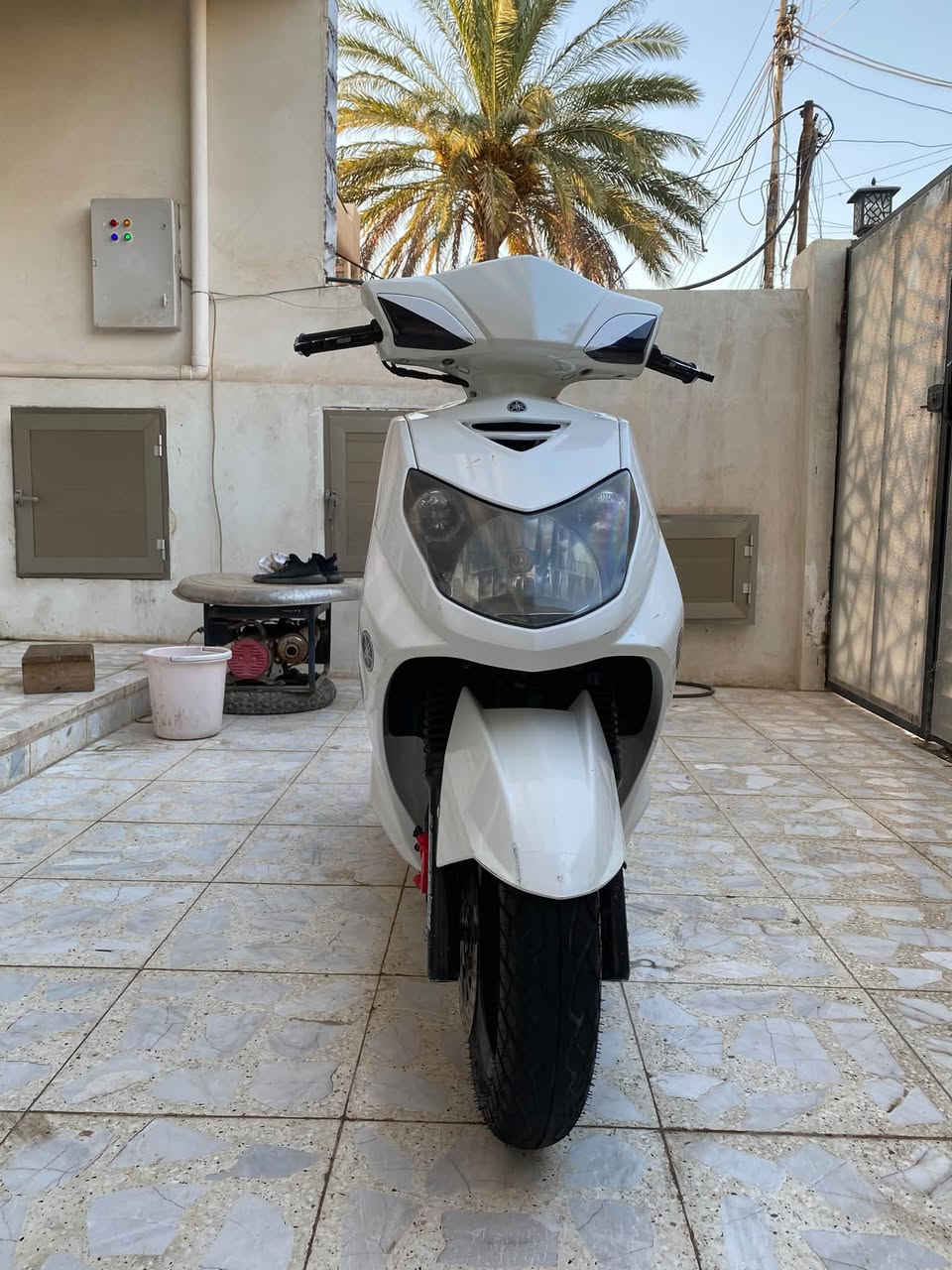 سكنس فحل • مراوس • نضيف