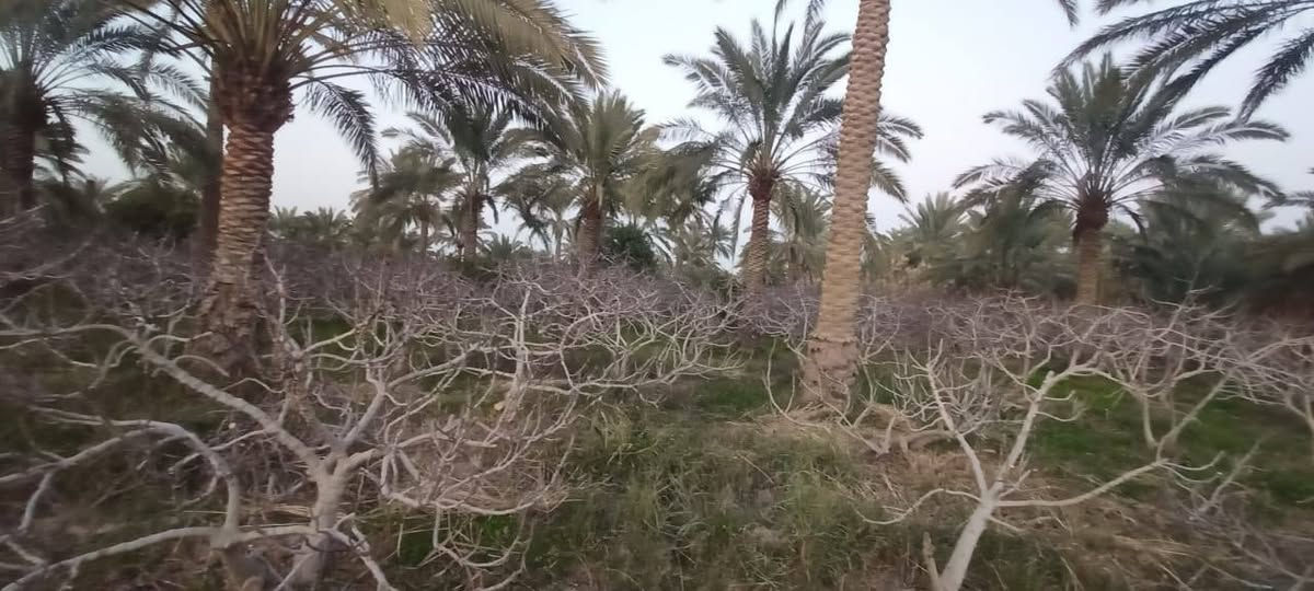 سلام عليكم من رخصت ابو الكروب مزرعة اللبيع طابو بستنة سند مستقل بسم شخص واحد مساحة دونمين تحتوي على نخل برحي وتين وحمضيات خدمات كاملة كهرباء وماء اسألة وماء سقي العنوان طريق السنية جهة زوار على شارع العام مباشر الاتصال على الرقم ***********
