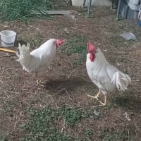 ديوجه عرب • للبيع • واحد