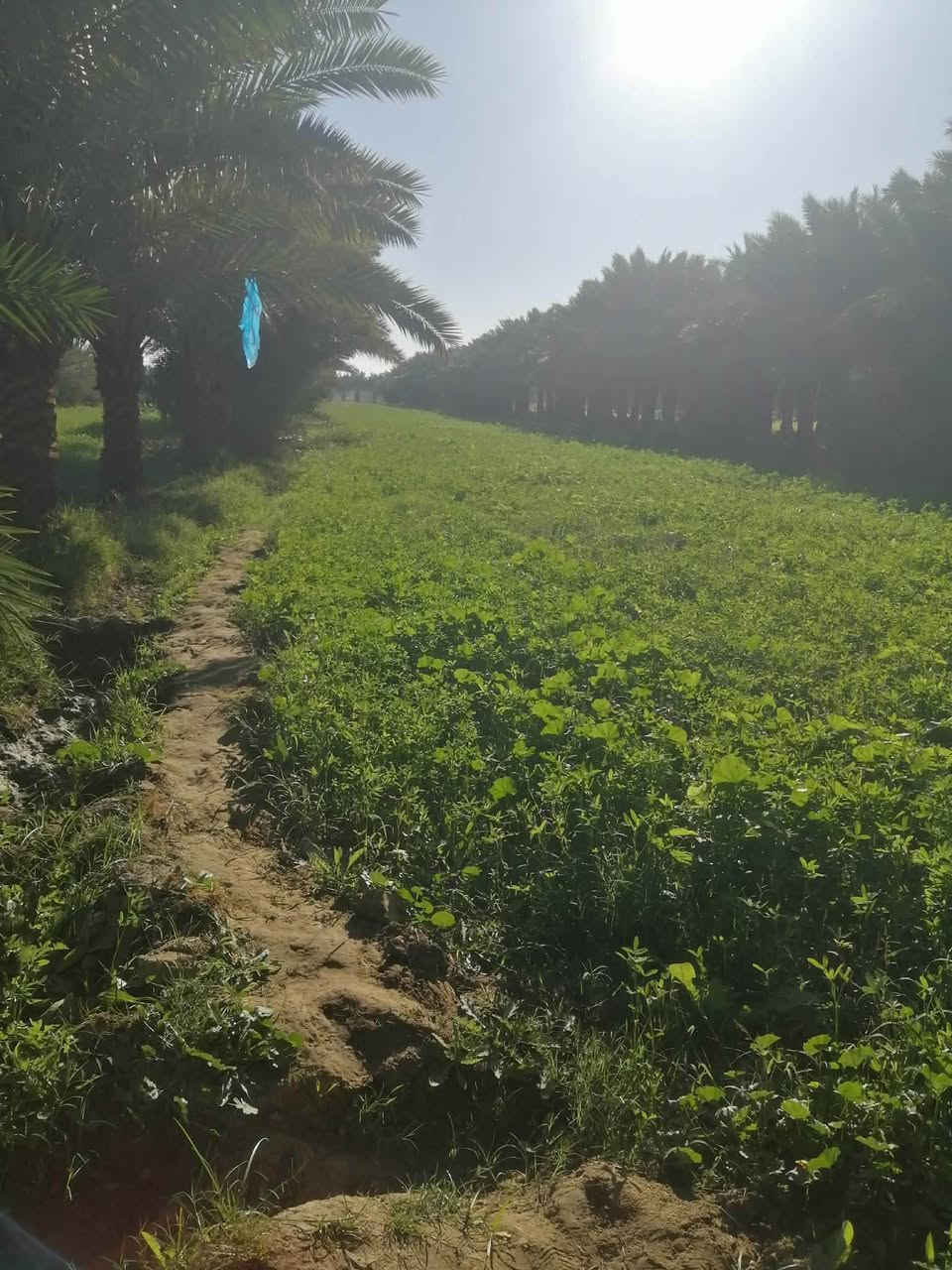 اللهم صل على محمد وال محمد
المساحه/
 6دونم سند 25 مفروزه بالطابو 
الموقع/
 منطقه الً عواد الرعده مقابل ال سيد حمدً 
قبل شيخ سميع وتدخل على يسار الشط 
المواصفات/
تحتوي على دار مكون من غرف  عدد 2 صالات عدد 2
صحيات داخليه وخارجيه استقبال 12م معزوله للخارج  البناء  بلوك  جديد وسيراميك السقف عكاده محاصير حلال 3ومخزن كهرباء خطين وطني وامبير تقع على شط البدعه الرئيسي بوري اساله مزروعه نخل شويثي اصفر وبريم احمر حمال ومثمر 250نخله مسافه قليله عن التبليط ويوصل للباب منتظرين تنفيذ القرار للاستفسار مراسله الصفحه او الاتصال ***********
