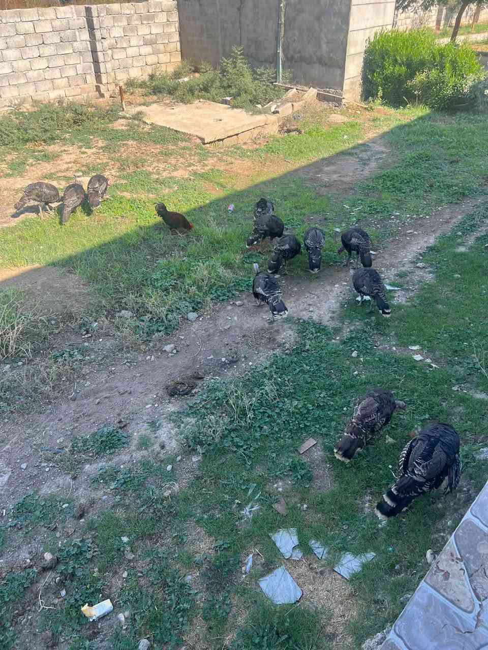 بصره • للبيع