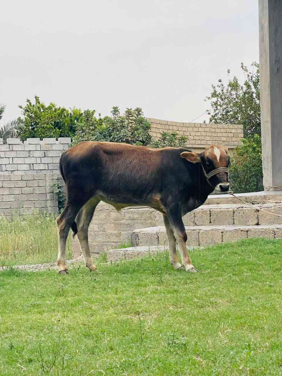 جوز • نظيف • الشرقاط الخضرانيه