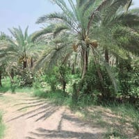 دونم طابو • واجهه ٤٠م • شارع الابراهيمية