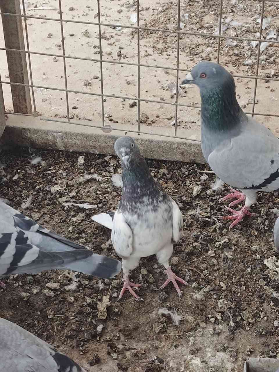 تك طيره • كراس العيون • شرط المطيار