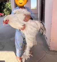 فروجه براهما • ديچ • بياضه